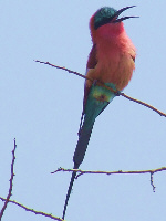 Carmine Bee-eater Carmine Bee-eater